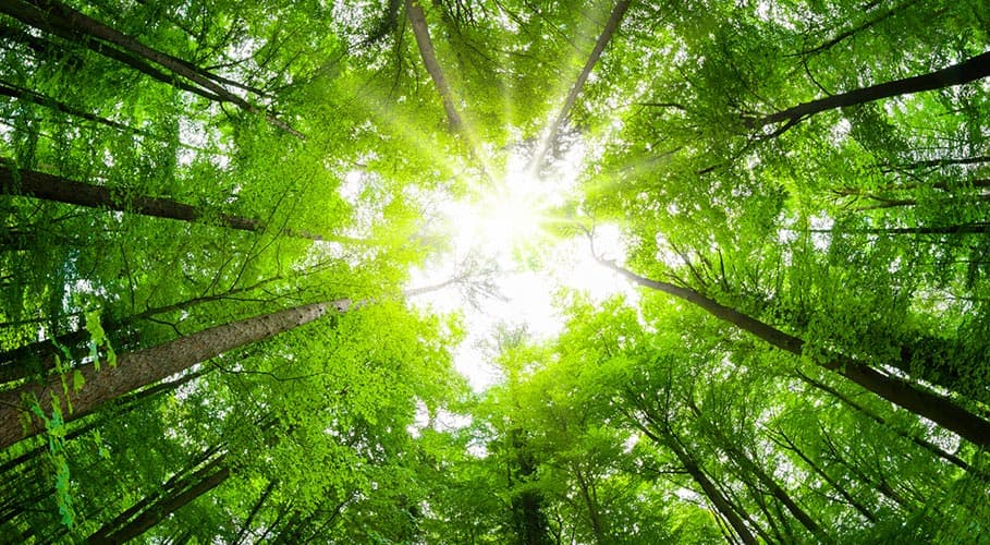 CO2 Neutral