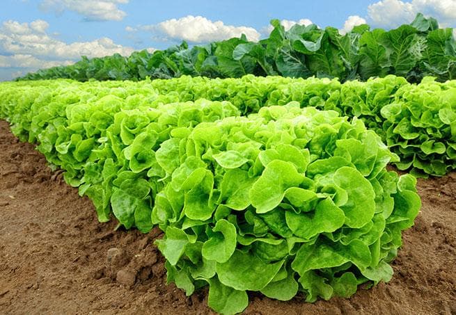 Salat auf dem Feld