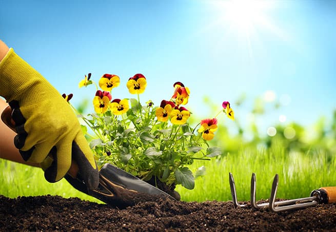Blumen werden eingepflanzt