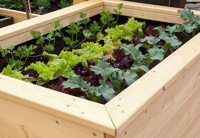 Hochbeet gefüllt mit Salatpflanzen