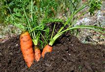 Karotten in Erde