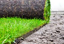 Rollrasen Nahaufnahme