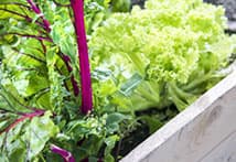 Salat im Hochbeet