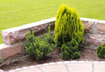 Rote Steinecke mit Pflanzen