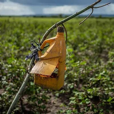 Verwendung von natürlichem Pflanzenschutz- & Düngemittel.