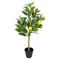 Zitronenbaum