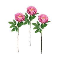 Drei rosa Pfingstrosen mit grünen Blättern an langen Stielen nebeneinander