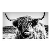 Schottisches Hochlandrind mit langen Hörnern und zotteligem Fell blickt in die Kamera, Landschaft im Hintergrund