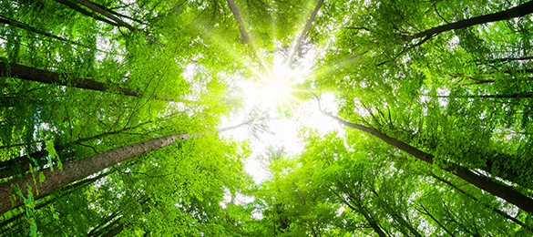 Klimaschutz bei Quelle